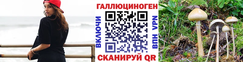 Псилоцибиновые грибы Cubensis  ОМГ ОМГ tor  Луга 